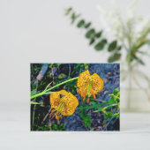 タイガーリリー ポストカード (スタンド正面)