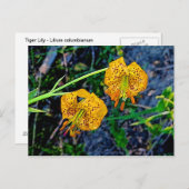 タイガーリリー ポストカード (正面/裏面)
