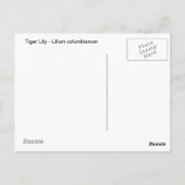 タイガーリリー ポストカード (裏面)