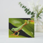 タイガーレッグモンキーツリーカエル葉書 ポストカード (スタンド正面)