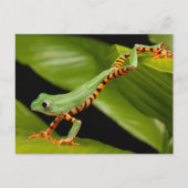 タイガーレッグモンキーツリーカエル葉書 ポストカード (正面)