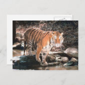 タイガー交差ストリーム ポストカード (正面/裏面)