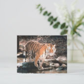 タイガー交差ストリーム ポストカード (スタンド正面)