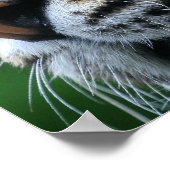 タイガー写真ポスター ポスター (角)