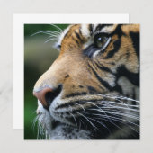 タイガー写真招待状 招待状 (正面/裏面)