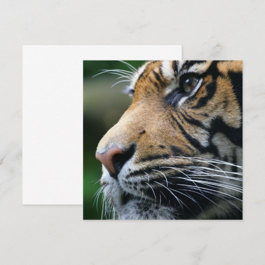 タイガー写真招待状 招待状 (正面/裏面)