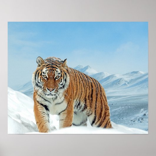 タイガー冬の雪の自然写真の山のポスター ポスター (正面)