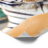 タイガー動物自然野生動物の気に愛情 ポスター (角)