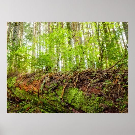 タイガー山 |イサカー、ワシントン州 ポスター (正面)