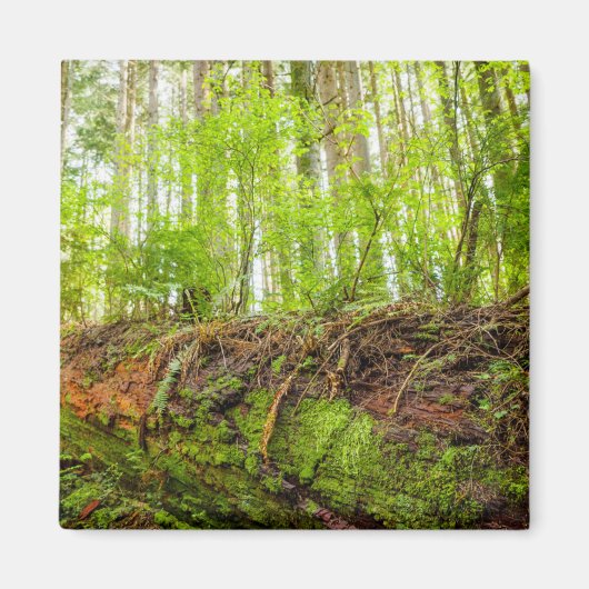 タイガー山 |イサカー、ワシントン州 マグネット (正面)