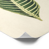 タイガー植物（サンチェツィアノビリス）彫刻 ポスター (角)