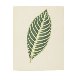 タイガー植物（サンチェツィア・ノビリス）彫刻ポスター メタルプリント