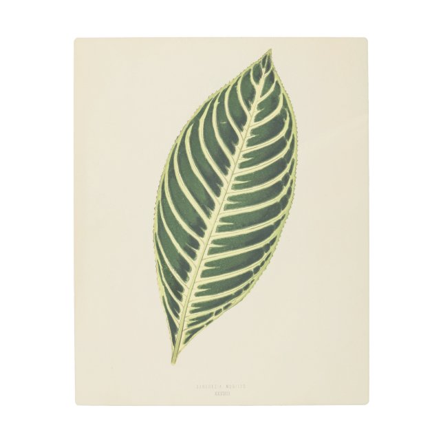 タイガー植物（サンチェツィア・ノビリス）彫刻ポスター メタルプリント (正面)