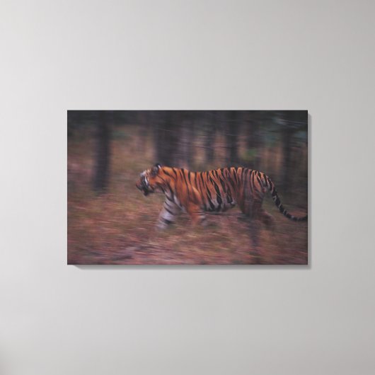 タイガー歩くスルーフォレスト キャンバスプリント (正面)