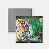 タイガー磁石 マグネット (正面/裏面)