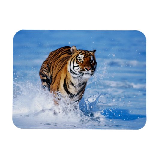 タイガー磁石 マグネット (横)