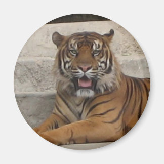 タイガー磁石 マグネット