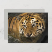 タイガー葉書 ポストカード (正面/裏面)