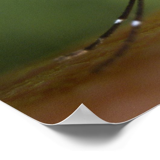 タイガー蚊 ポスター (角)