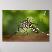 タイガー蚊 ポスター (正面)