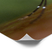 タイガー蚊 ポスター (角)