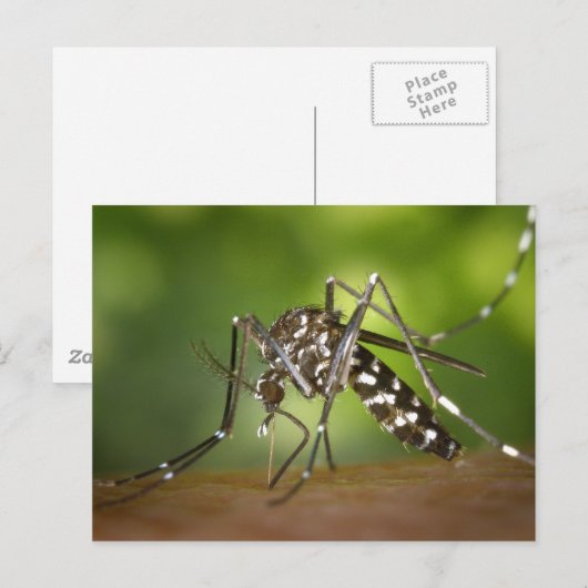 タイガー蚊 ポストカード (正面/裏面)