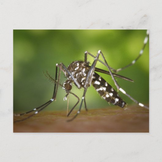 タイガー蚊 ポストカード (正面)