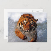 タイガー製品 ポストカード (正面/裏面)