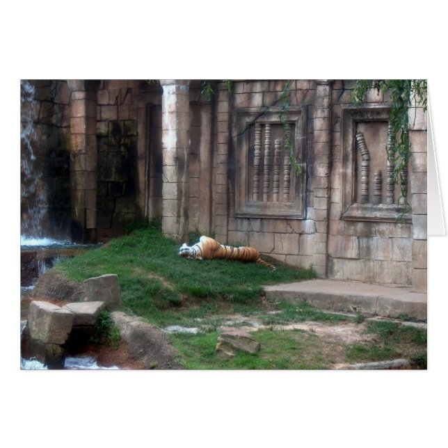 タイガー転が (正面横)