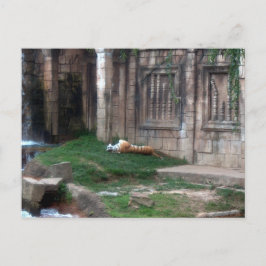 タイガー転が ポストカード