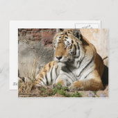 タイガー野生動物の虎 ポストカード (正面/裏面)
