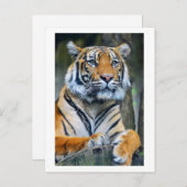 タイガー野生動物生命写真接写 ポストカード (正面/裏面)