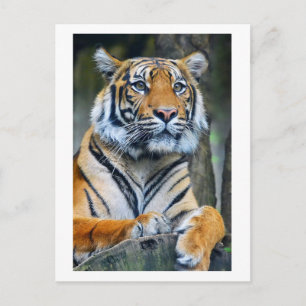 タイガー野生動物生命写真接写 ポストカード