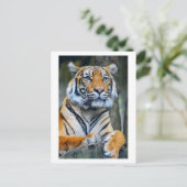 タイガー野生動物生命写真接写 ポストカード (スタンド正面)