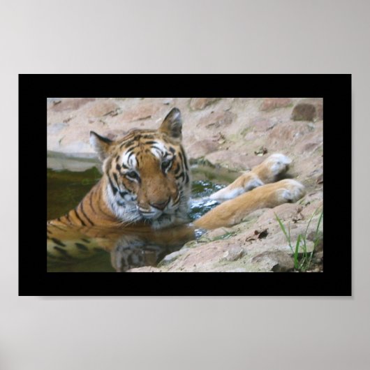 タイガー顔ポスター ポスター (正面)