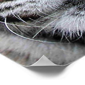 タイガー顔ポスター ポスター (角)