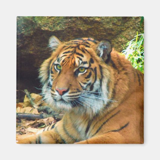 タイガー顔磁石 マグネット (正面)