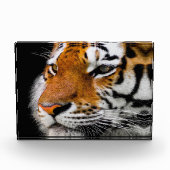 タイガー顔 フォトブロック (正面)