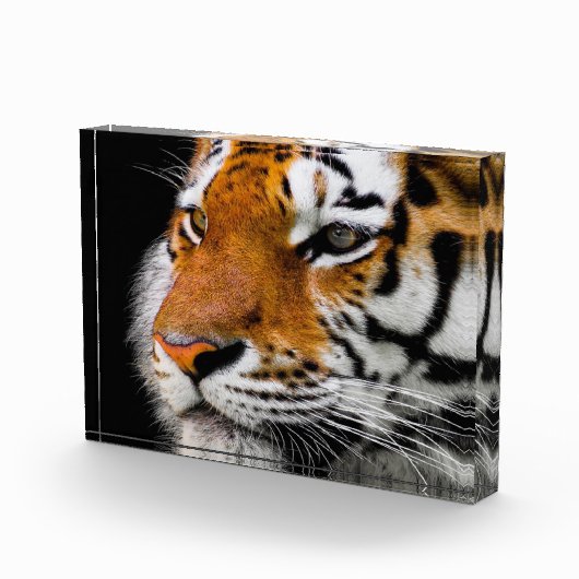 タイガー顔 フォトブロック (右)