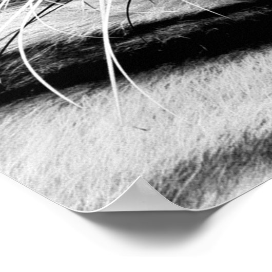 タイガー顔 ポスター (角)