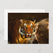 タイガー鮮やかを閉じる ポストカード (正面/裏面)