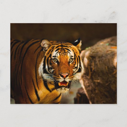 タイガー鮮やかを閉じる ポストカード (正面)