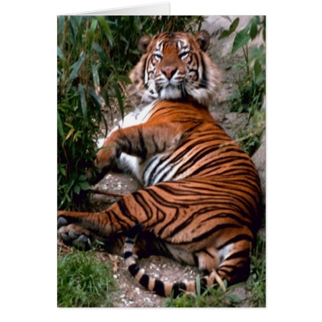 タイガー (正面)