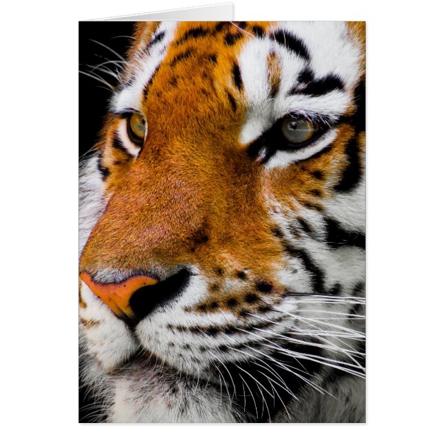 タイガー (正面)