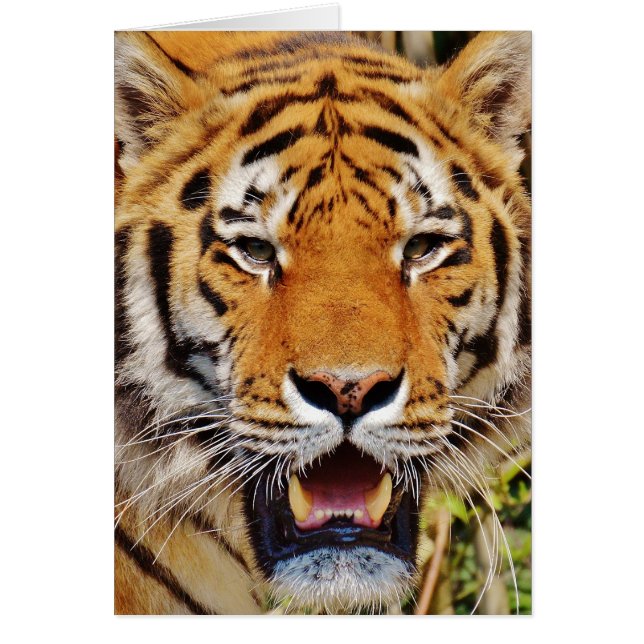 タイガー (正面)