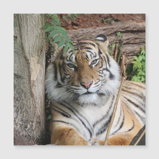 タイガー005 (正面)