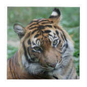 タイガー012 タイル (正面)