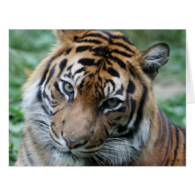 タイガー013 (正面横)