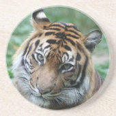 タイガー013 コースター (正面)