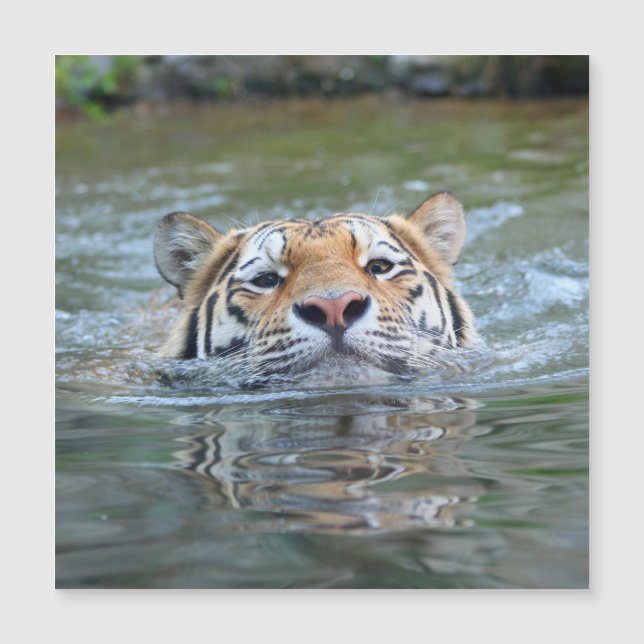 タイガー028 (正面)